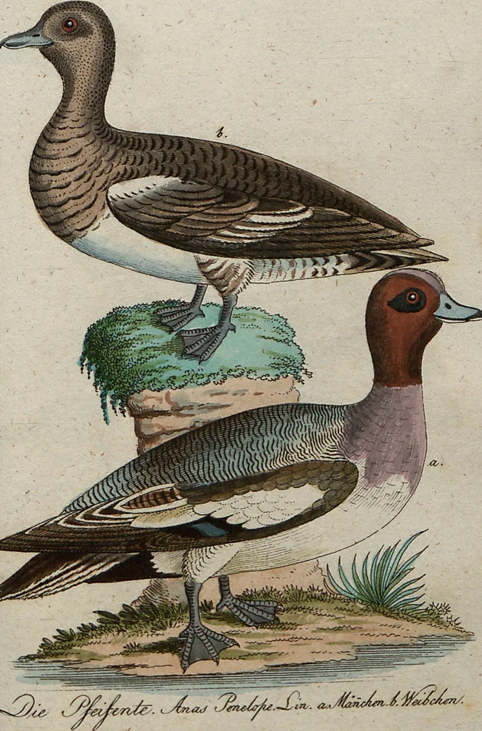 An illustration from (Band 7): Siebentes Hundert, 1807, leaf 189