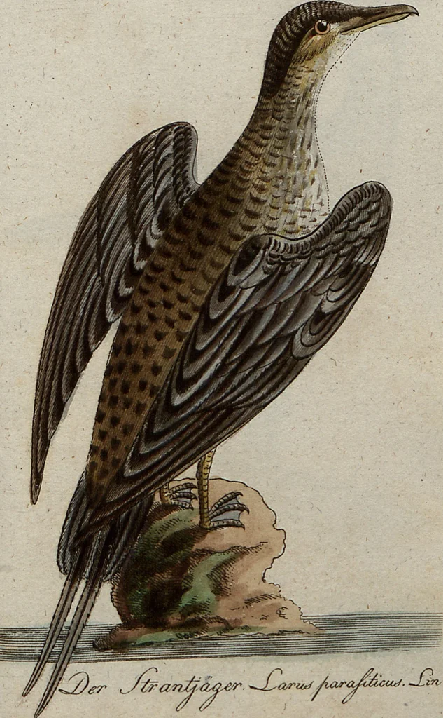An illustration from (Band 7): Siebentes Hundert, 1807, leaf 191