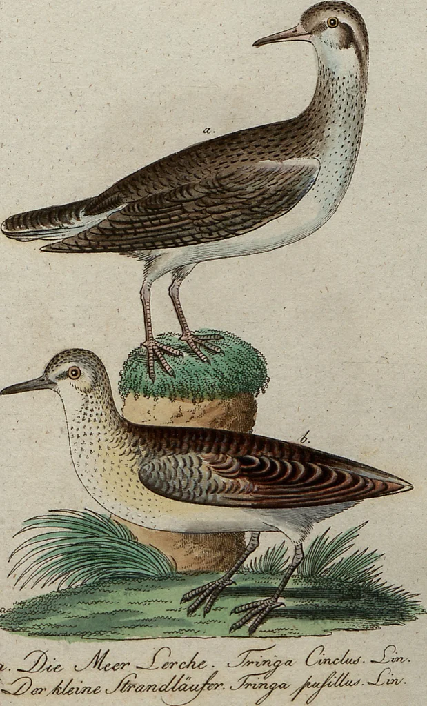 An illustration from (Band 7): Siebentes Hundert, 1807, leaf 192