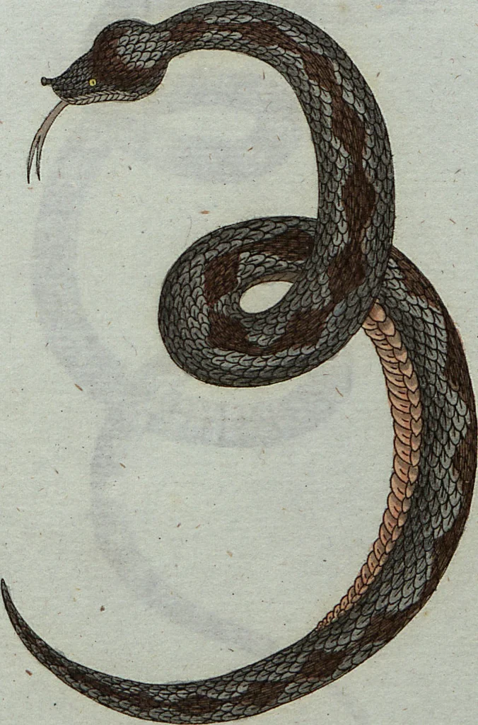 An illustration from (Band 7): Siebentes Hundert, 1807, leaf 193