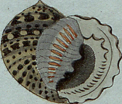 An illustration from (Band 7): Siebentes Hundert, 1807, leaf 195