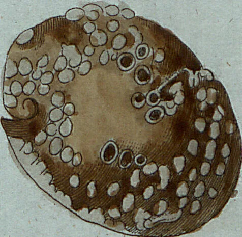An illustration from (Band 7): Siebentes Hundert, 1807, leaf 195
