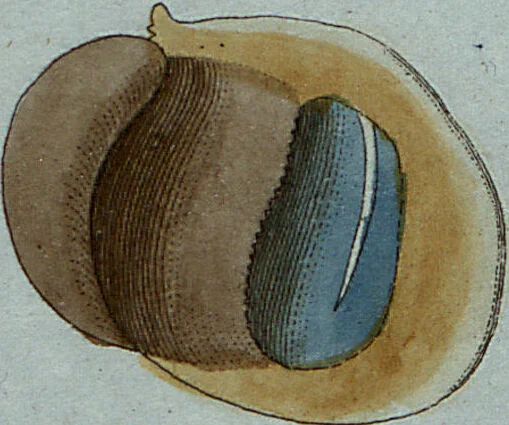 An illustration from (Band 7): Siebentes Hundert, 1807, leaf 195