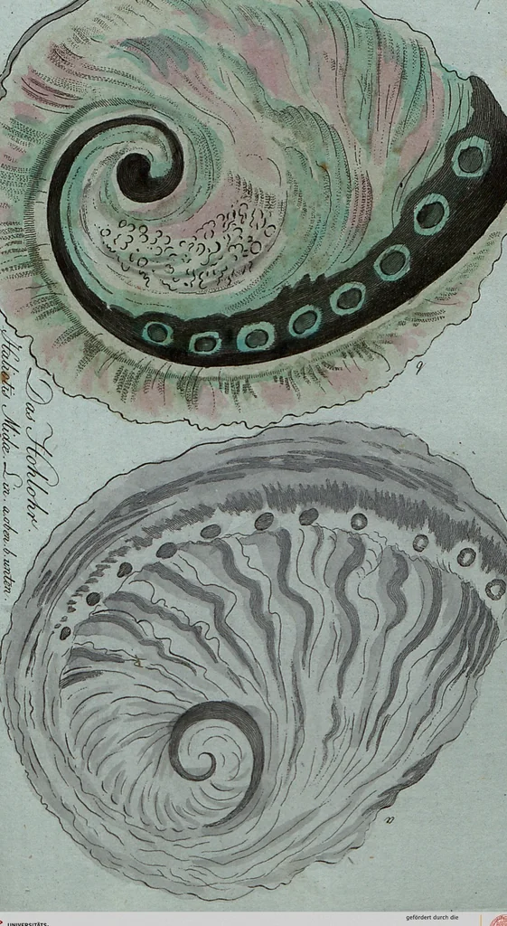 An illustration from (Band 7): Siebentes Hundert, 1807, leaf 196
