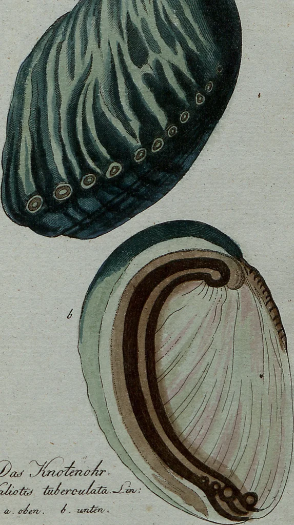 An illustration from (Band 7): Siebentes Hundert, 1807, leaf 197