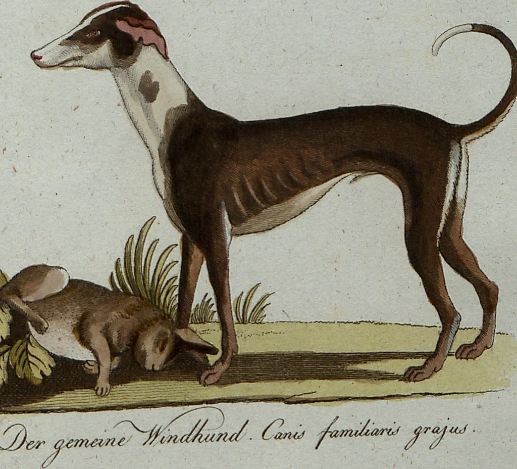 An illustration from (Band 7): Siebentes Hundert, 1807, leaf 199