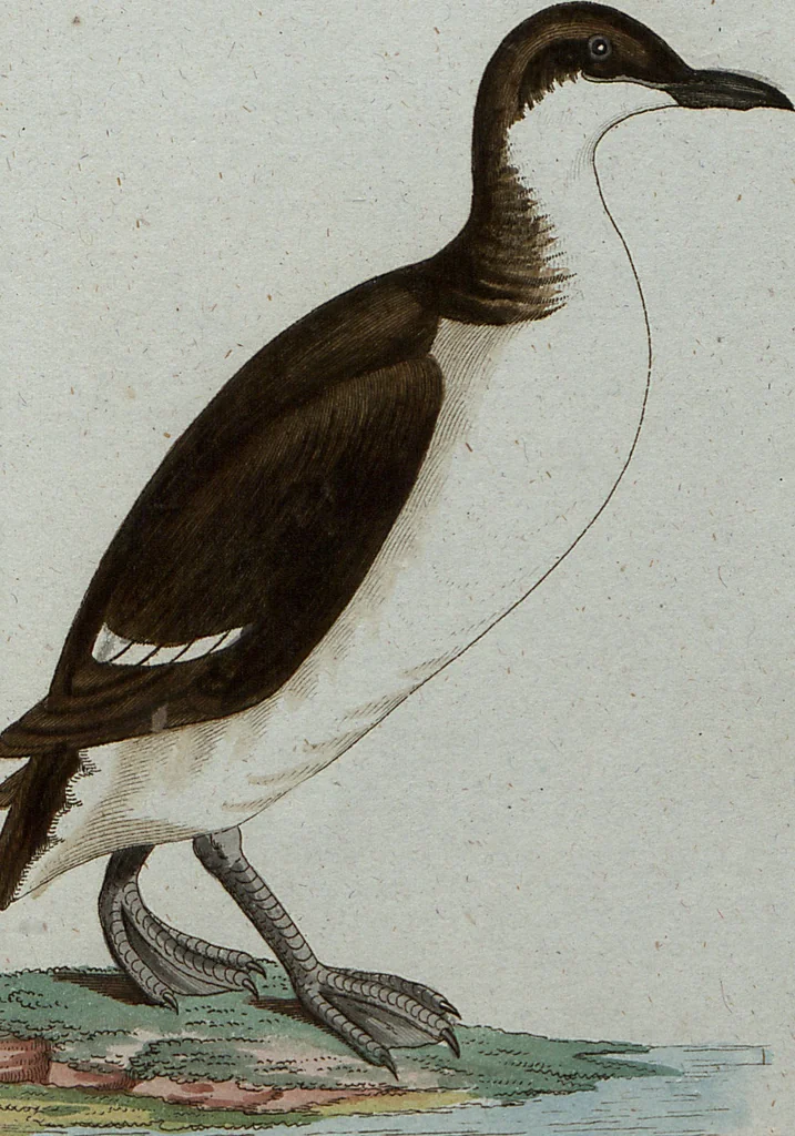 An illustration from (Band 7): Siebentes Hundert, 1807, leaf 202