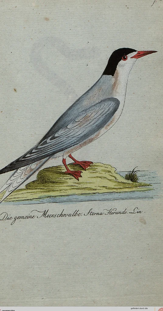 An illustration from (Band 7): Siebentes Hundert, 1807, leaf 204