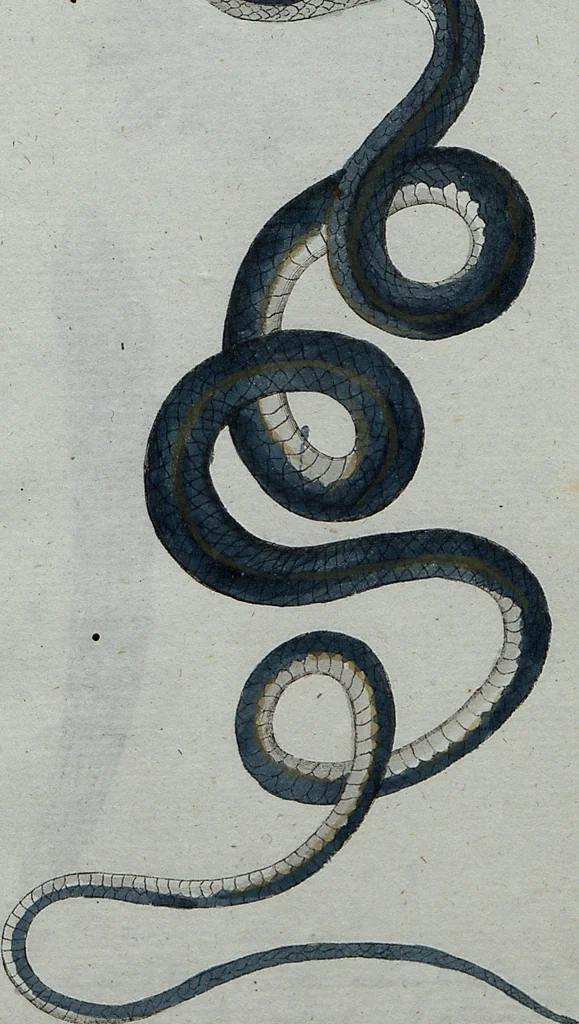 An illustration from (Band 7): Siebentes Hundert, 1807, leaf 206