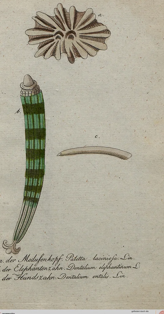 An illustration from (Band 7): Siebentes Hundert, 1807, leaf 207