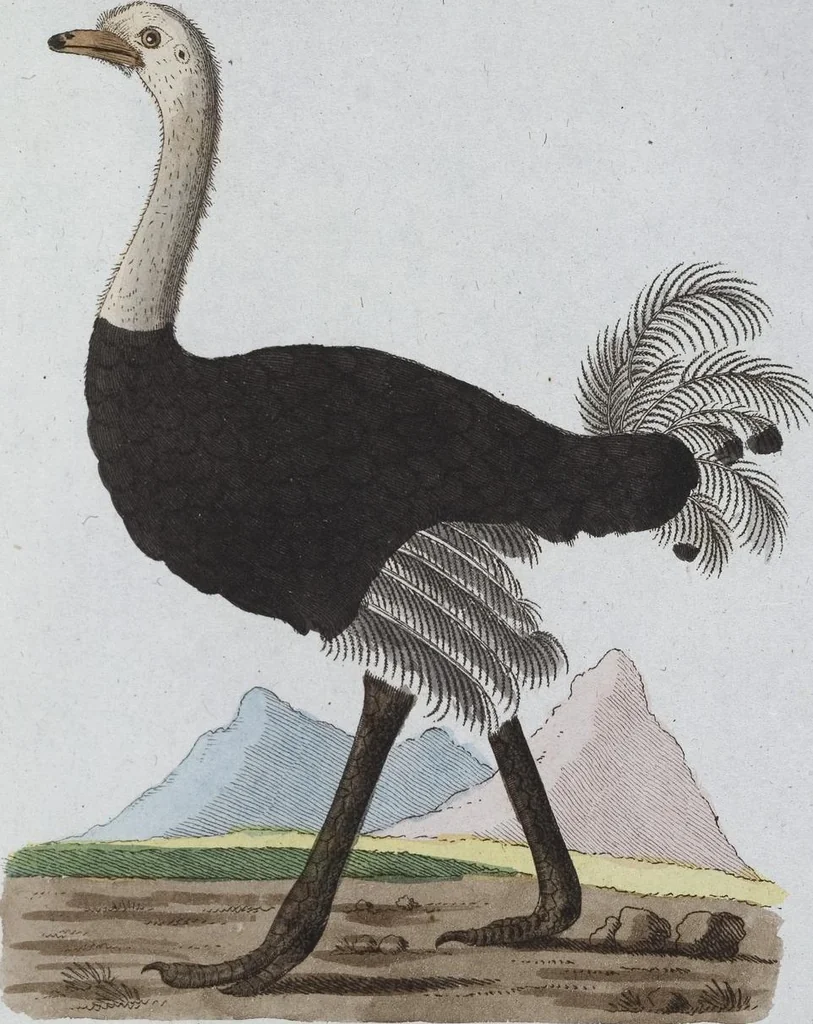 An illustration from (Band 8): Achtes Hundert, 1807, leaf 100