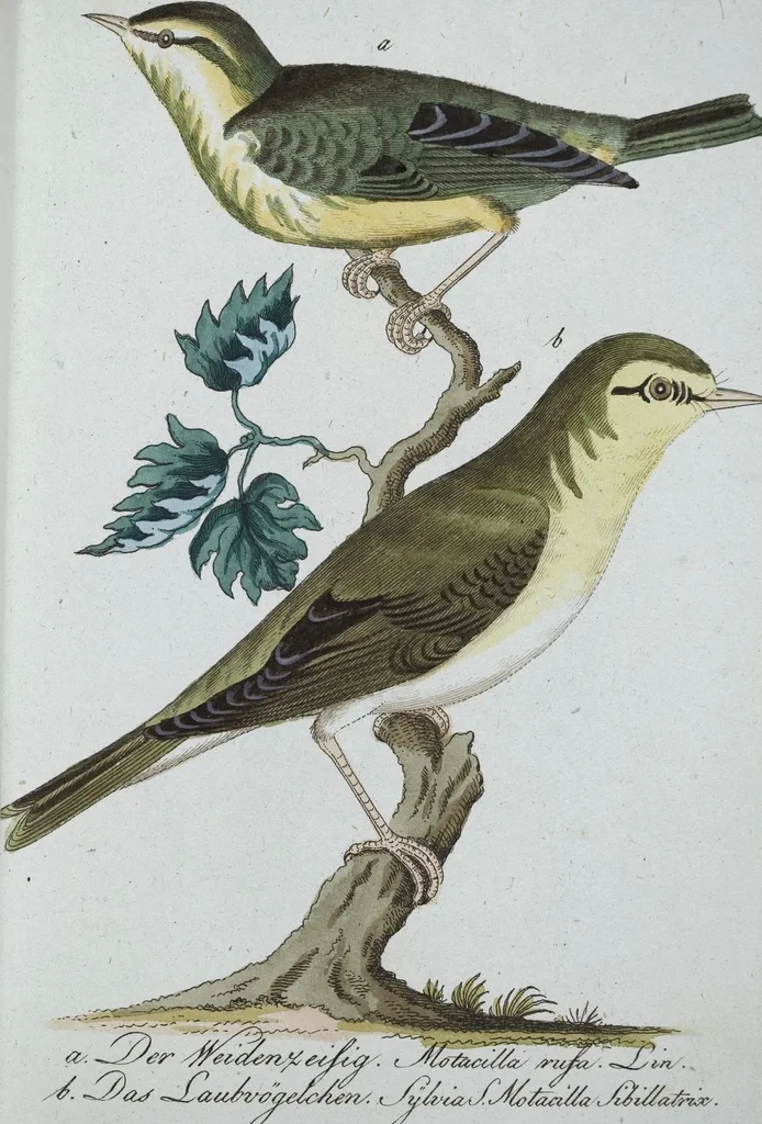 An illustration from (Band 8): Achtes Hundert, 1807, leaf 101
