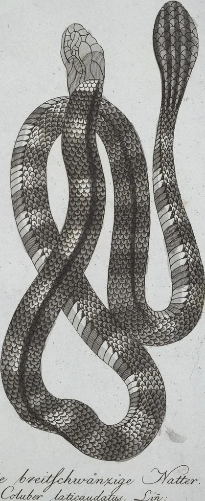 An illustration from (Band 8): Achtes Hundert, 1807, leaf 102