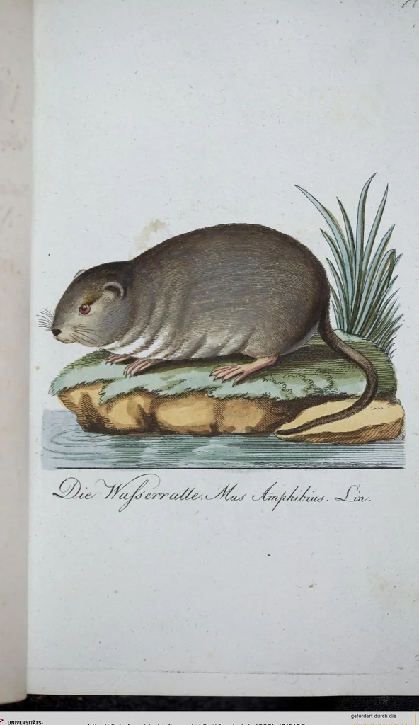 An illustration from (Band 8): Achtes Hundert, 1807, leaf 105
