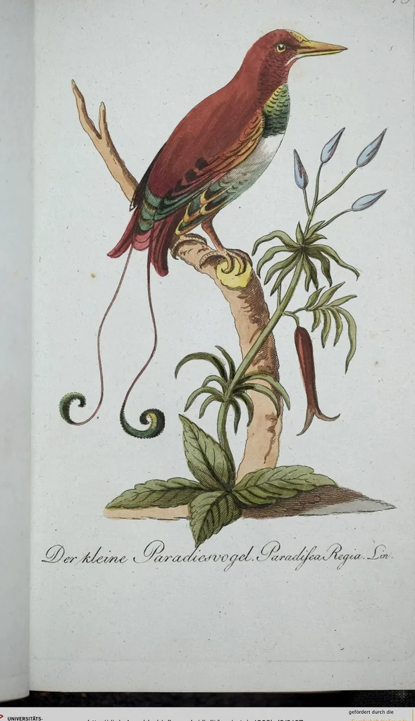 An illustration from (Band 8): Achtes Hundert, 1807, leaf 107