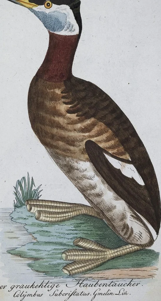 An illustration from (Band 8): Achtes Hundert, 1807, leaf 110
