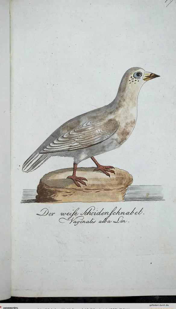 An illustration from (Band 8): Achtes Hundert, 1807, leaf 111