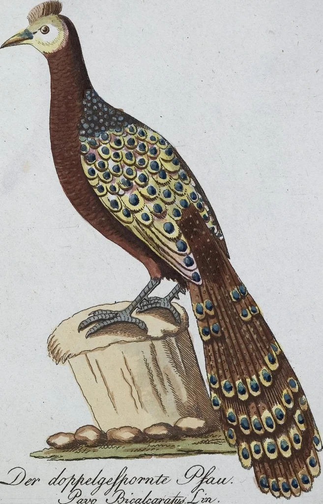 An illustration from (Band 8): Achtes Hundert, 1807, leaf 113