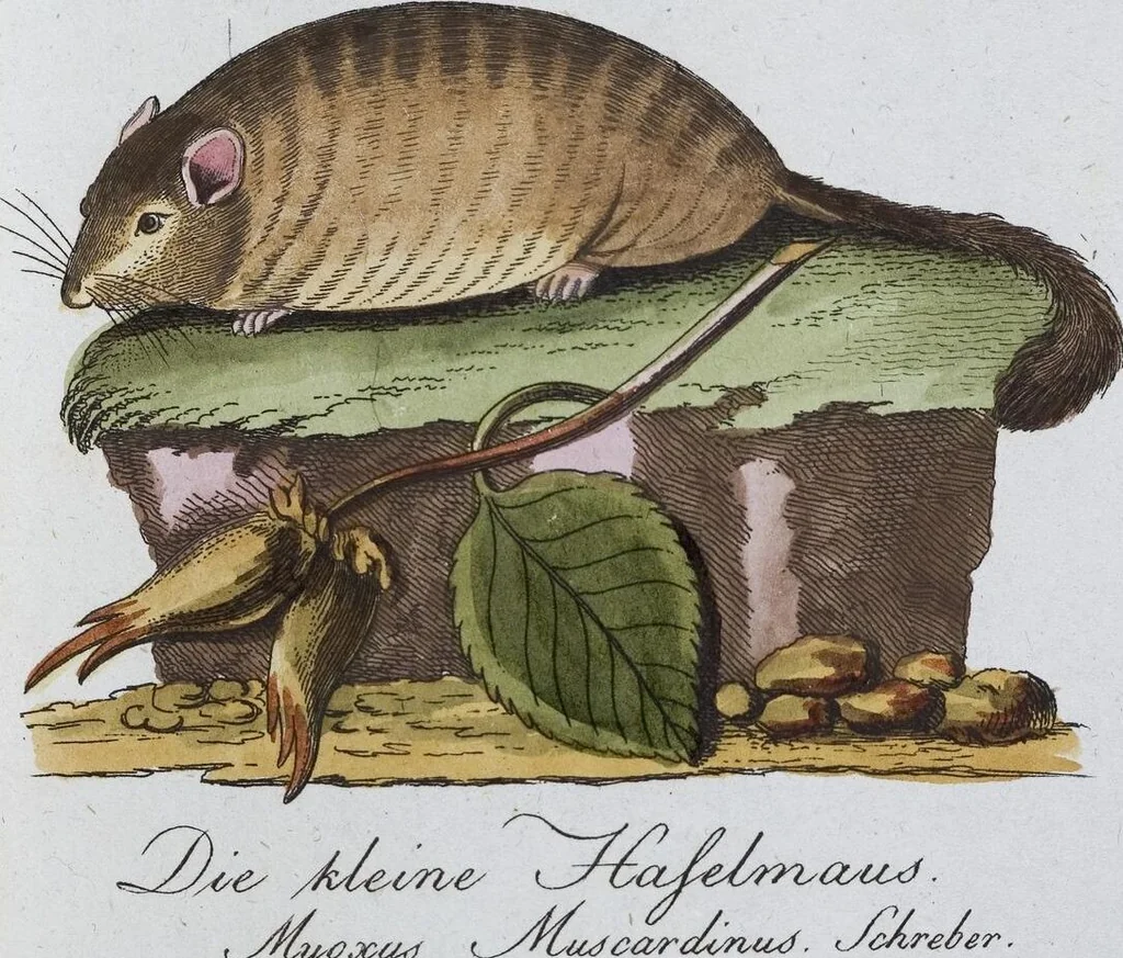 An illustration from (Band 8): Achtes Hundert, 1807, leaf 116