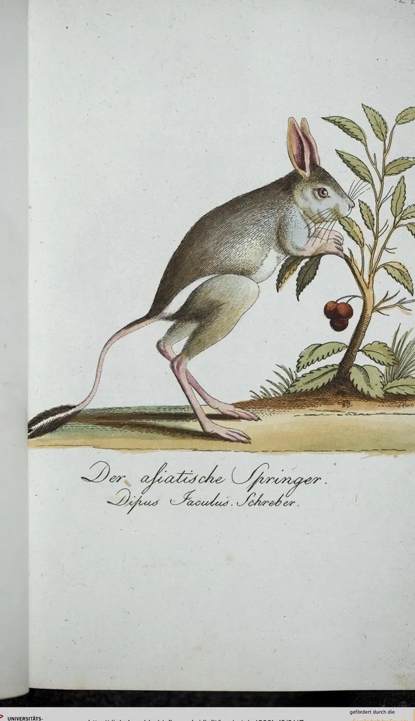 An illustration from (Band 8): Achtes Hundert, 1807, leaf 117