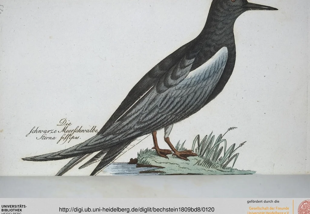 An illustration from (Band 8): Achtes Hundert, 1807, leaf 120