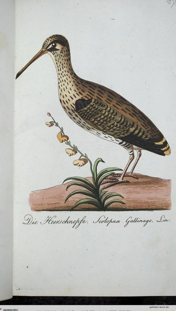 An illustration from (Band 8): Achtes Hundert, 1807, leaf 122