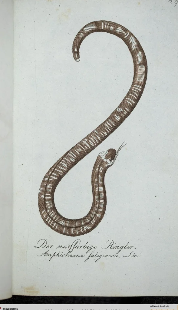 An illustration from (Band 8): Achtes Hundert, 1807, leaf 124