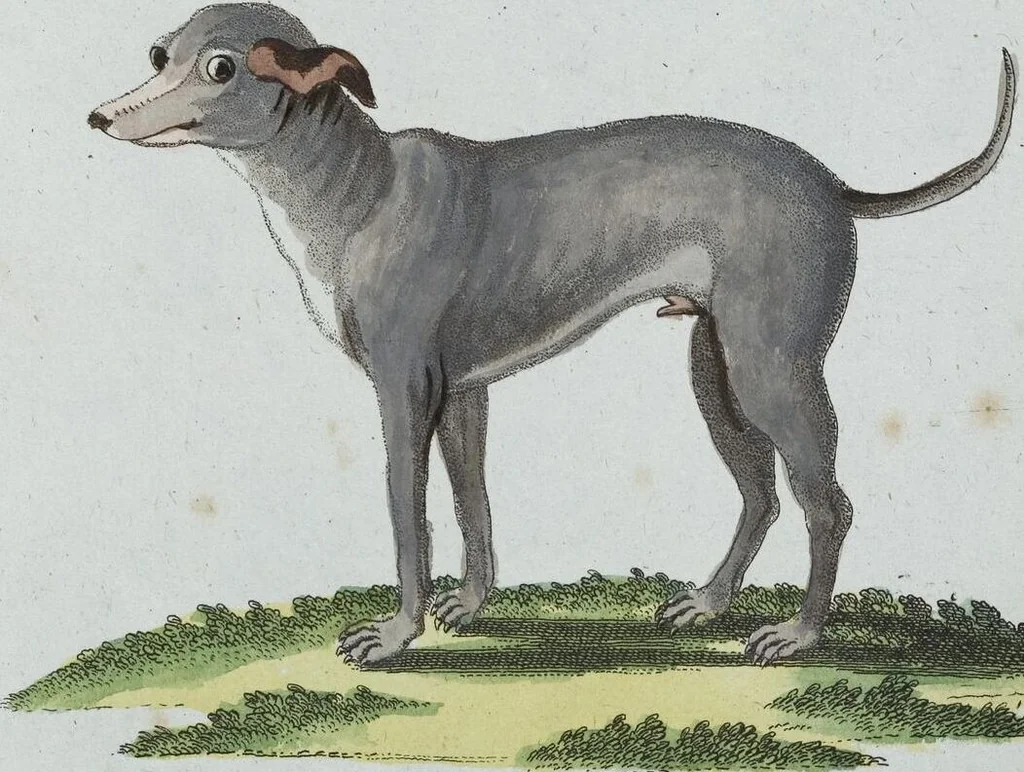 An illustration from (Band 8): Achtes Hundert, 1807, leaf 128