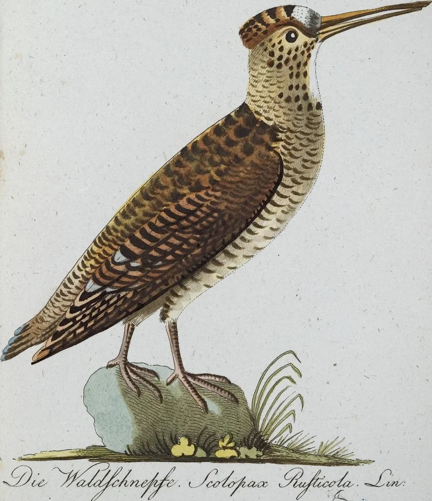 An illustration from (Band 8): Achtes Hundert, 1807, leaf 131
