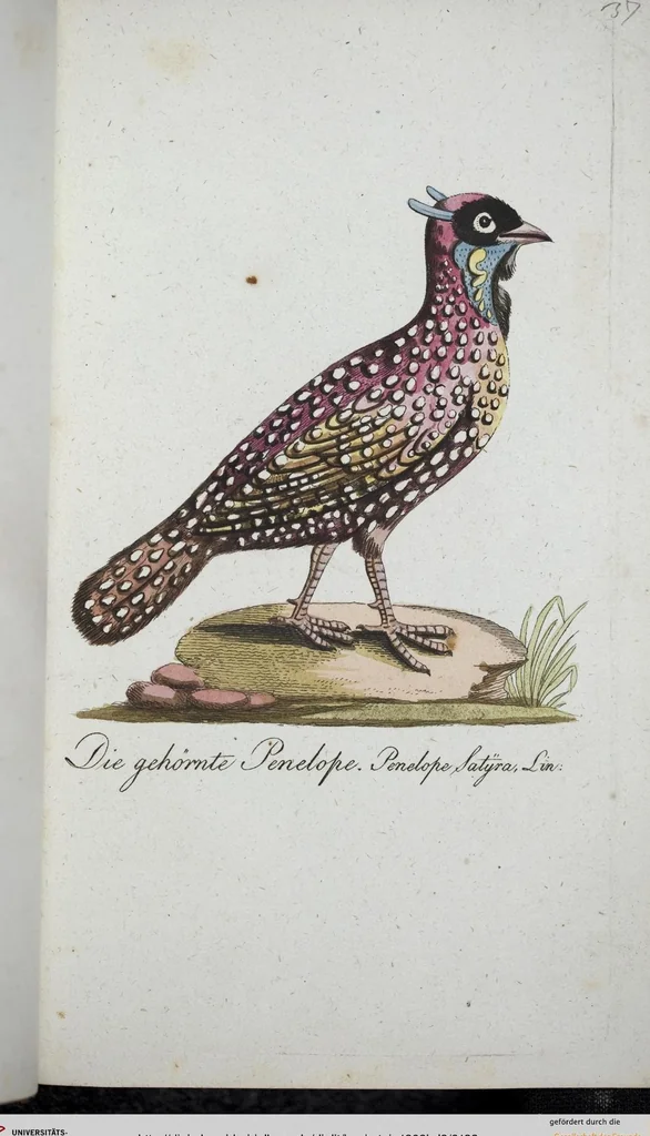 An illustration from (Band 8): Achtes Hundert, 1807, leaf 133