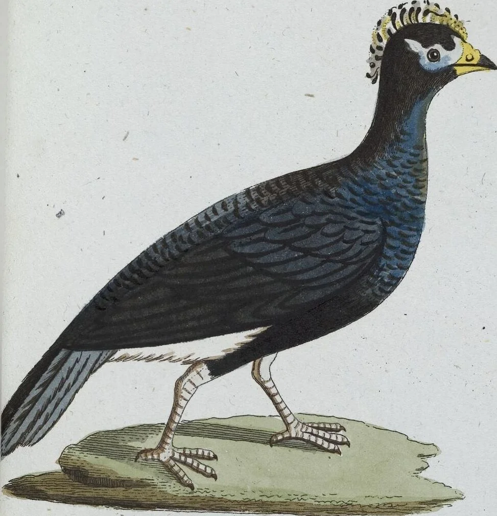 An illustration from (Band 8): Achtes Hundert, 1807, leaf 134