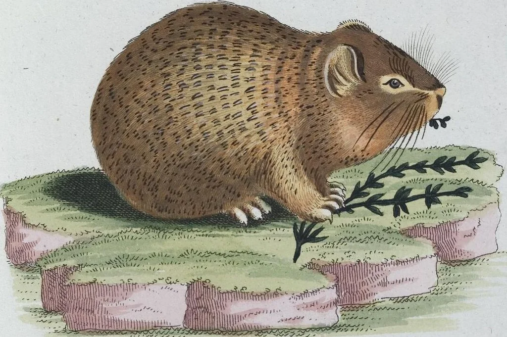 An illustration from (Band 8): Achtes Hundert, 1807, leaf 140