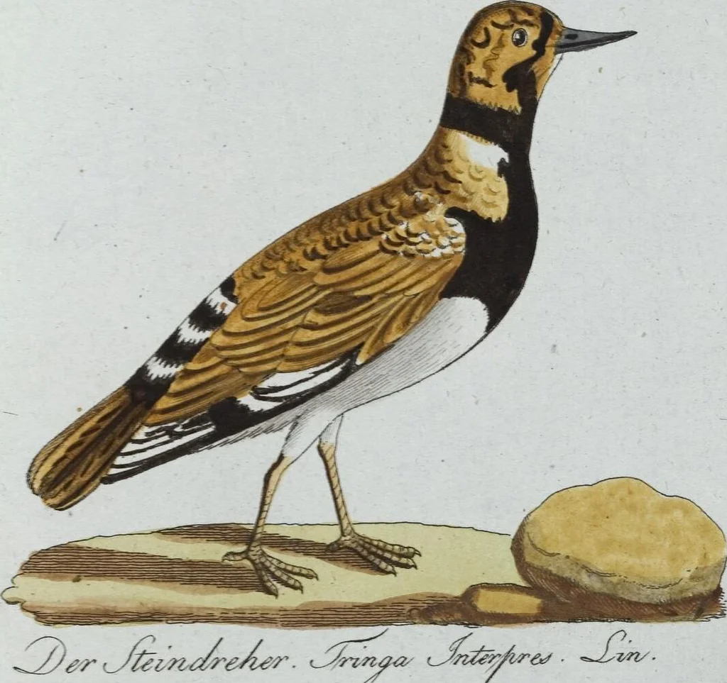 An illustration from (Band 8): Achtes Hundert, 1807, leaf 142