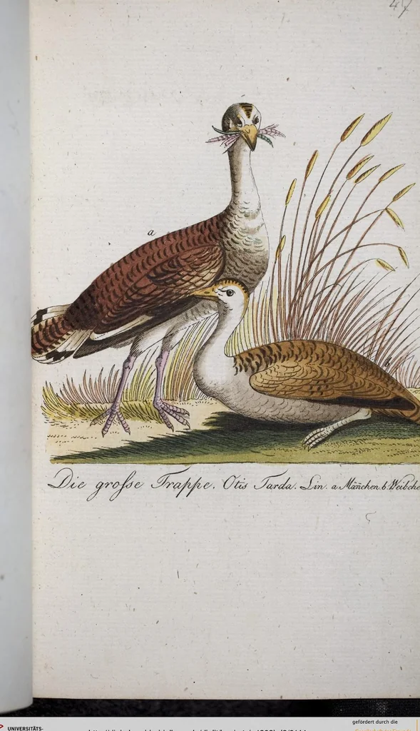 An illustration from (Band 8): Achtes Hundert, 1807, leaf 144