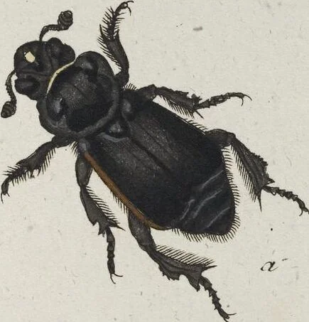 An illustration from (Band 8): Achtes Hundert, 1807, leaf 146