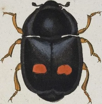 An illustration from (Band 8): Achtes Hundert, 1807, leaf 147