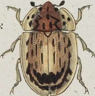 An illustration from (Band 8): Achtes Hundert, 1807, leaf 147