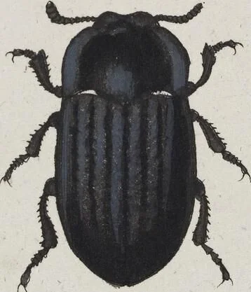 An illustration from (Band 8): Achtes Hundert, 1807, leaf 147