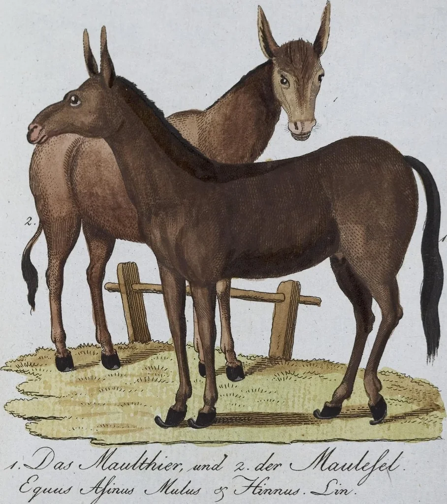 An illustration from (Band 8): Achtes Hundert, 1807, leaf 149