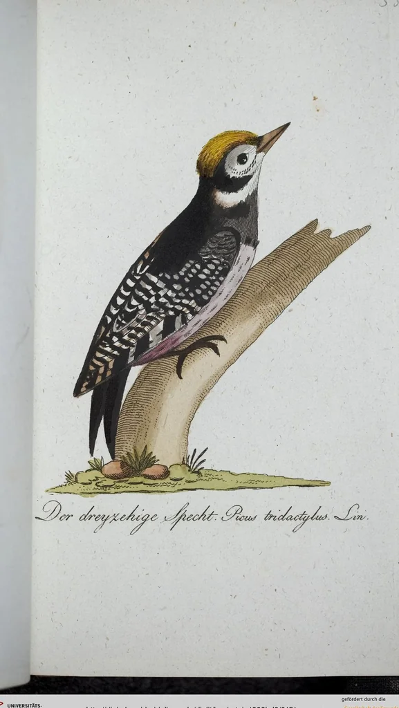 An illustration from (Band 8): Achtes Hundert, 1807, leaf 151