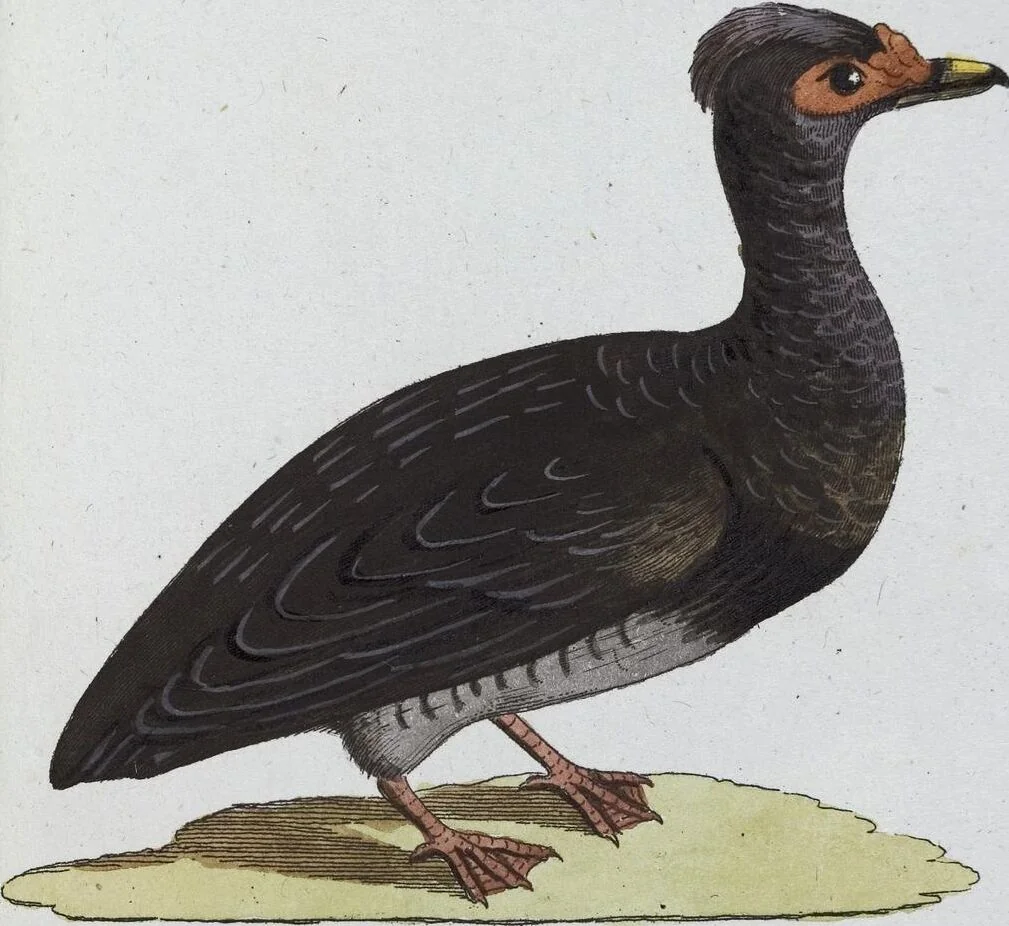 An illustration from (Band 8): Achtes Hundert, 1807, leaf 153
