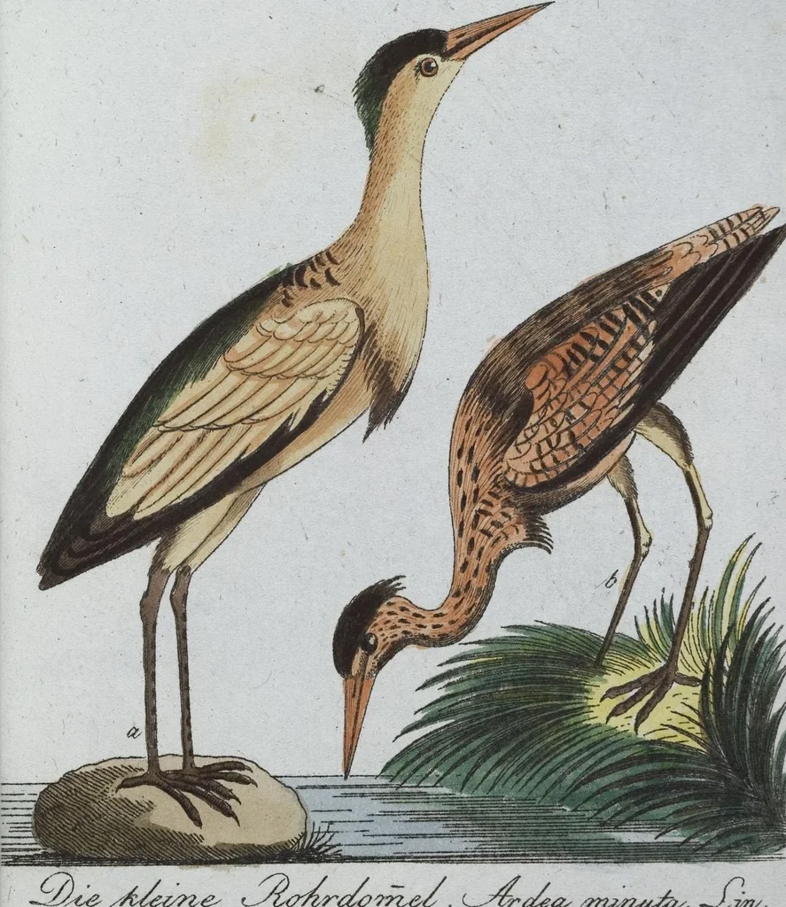 An illustration from (Band 8): Achtes Hundert, 1807, leaf 154
