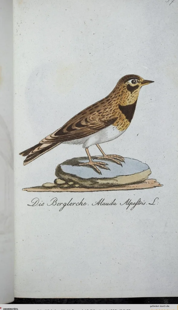An illustration from (Band 8): Achtes Hundert, 1807, leaf 155