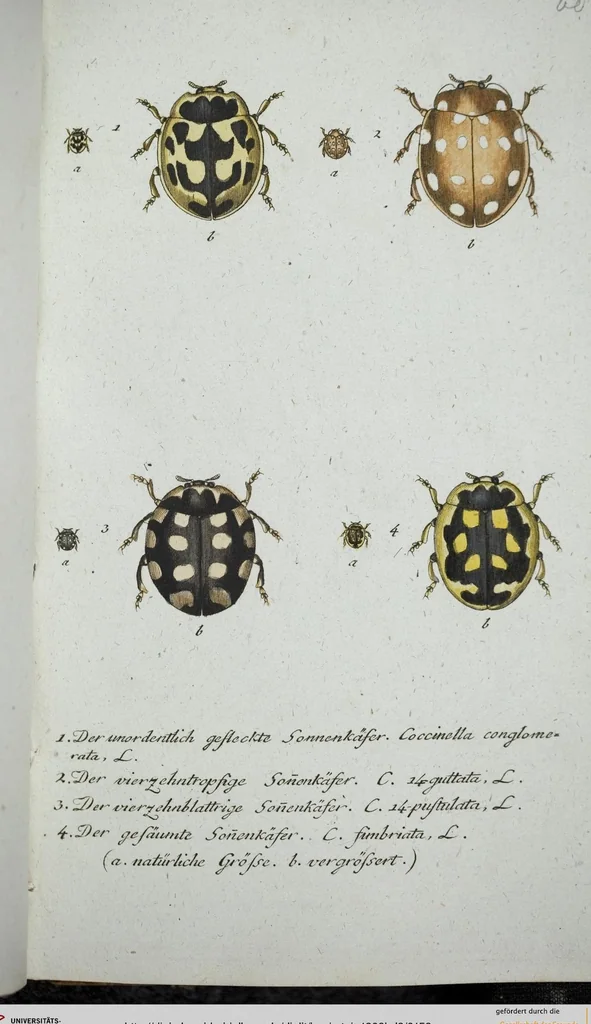 An illustration from (Band 8): Achtes Hundert, 1807, leaf 158