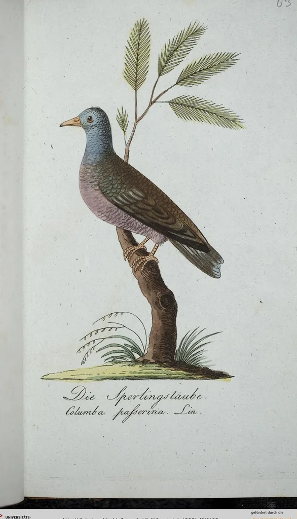 An illustration from (Band 8): Achtes Hundert, 1807, leaf 162