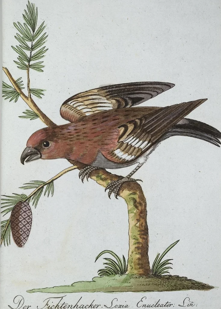 An illustration from (Band 8): Achtes Hundert, 1807, leaf 164