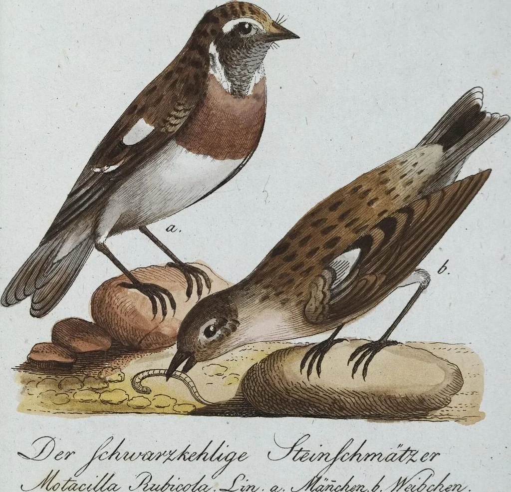 An illustration from (Band 8): Achtes Hundert, 1807, leaf 165