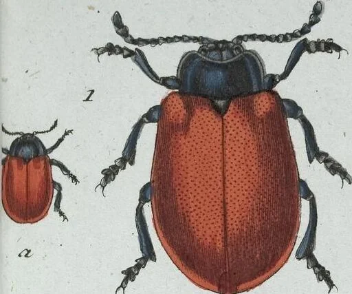 An illustration from (Band 8): Achtes Hundert, 1807, leaf 168