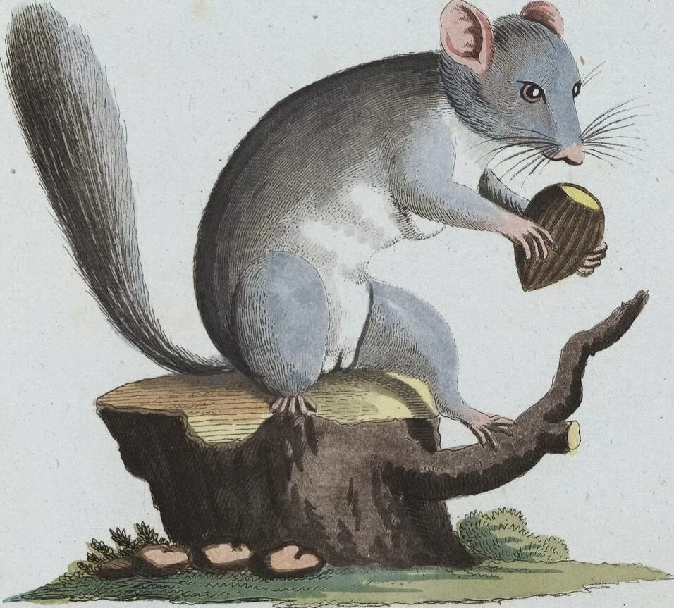 An illustration from (Band 8): Achtes Hundert, 1807, leaf 171