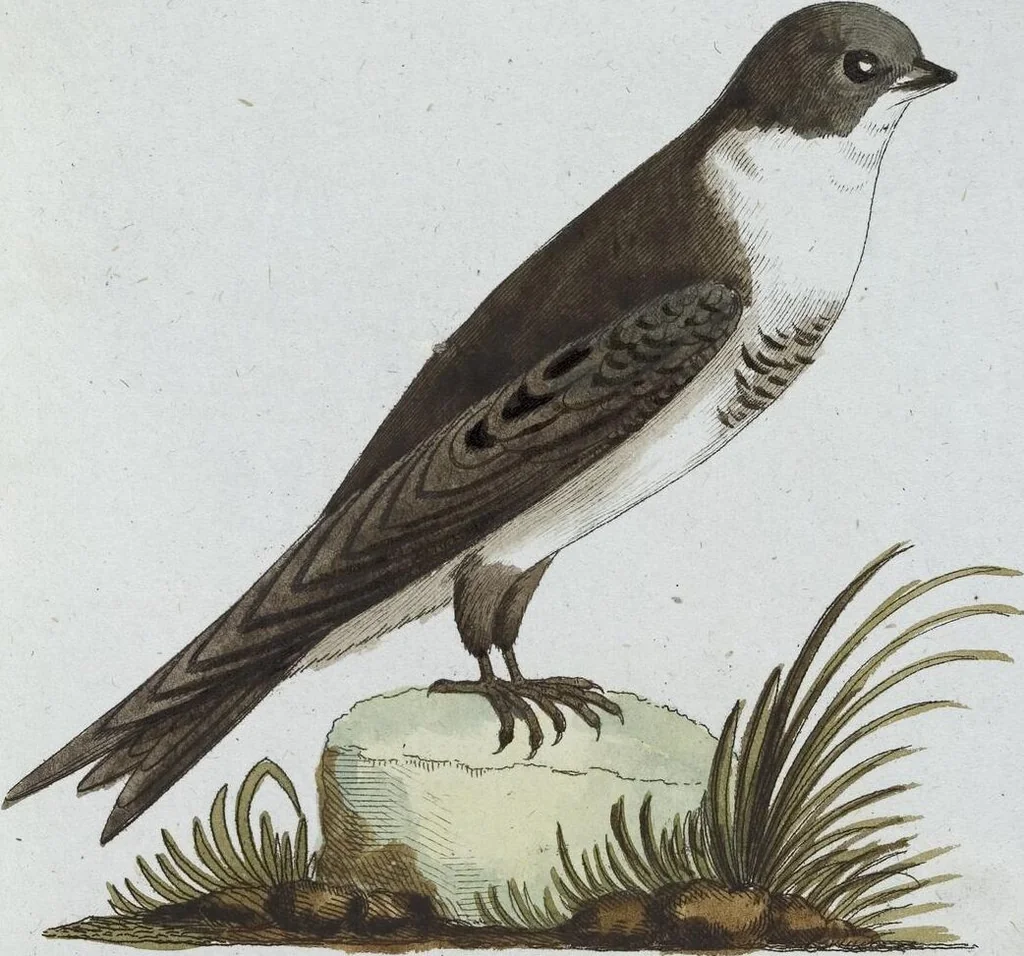 An illustration from (Band 8): Achtes Hundert, 1807, leaf 175